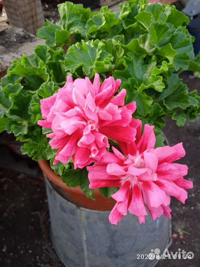 Пеларгония (герань) сортовая