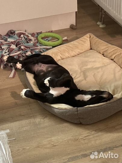 Щенок, мальчик, в ответственные руки