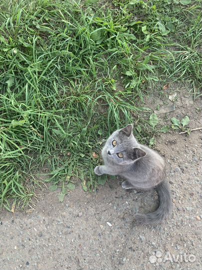 Серый пушистый котенок
