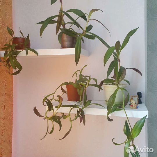 Традесканция рэо, комнатный цветок, растение