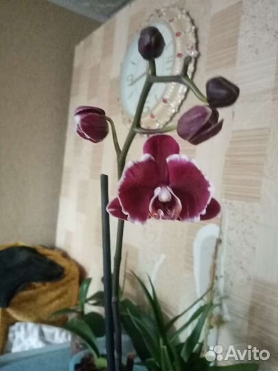 Орхидея Каменная роза