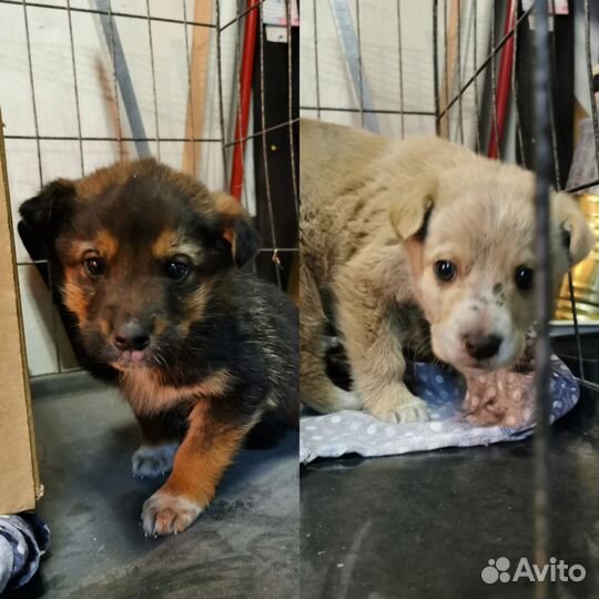 Щенки в добрые руки