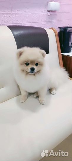 Маленькая прелесть салон стрижка собак и кошек