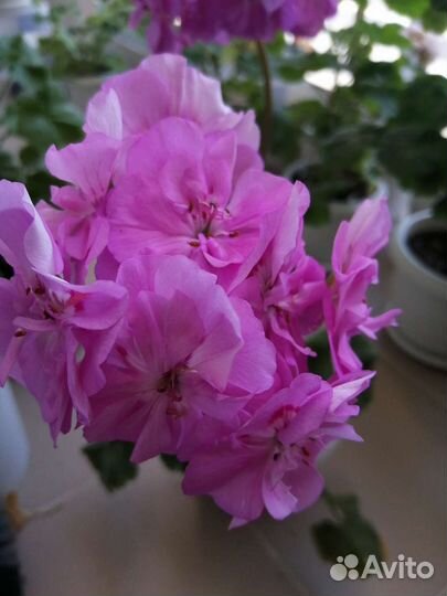 Сортовая пеларгония Шелест Мартиника