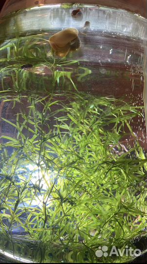 Аквариум с 3 рыбками