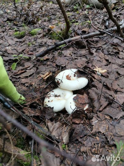 Грибы грузди свежие