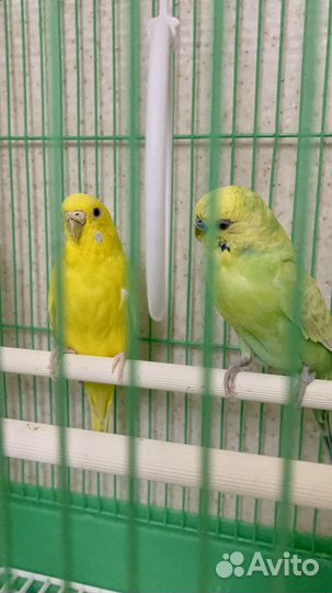 Волнистый попугай с клеткой