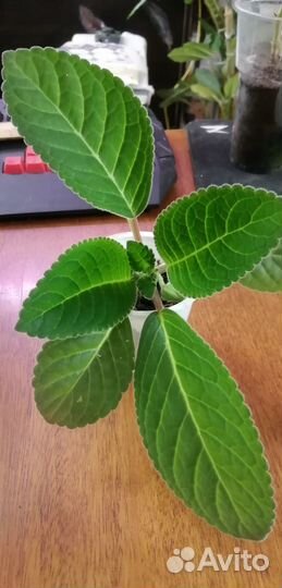 Глоксиния тидея