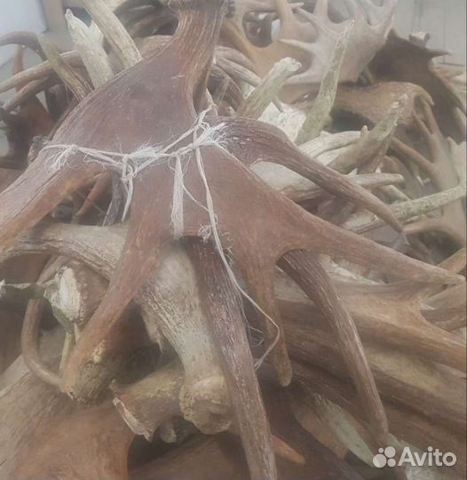 Рога лося оленя на Вес Пермь (Реrm Horns)