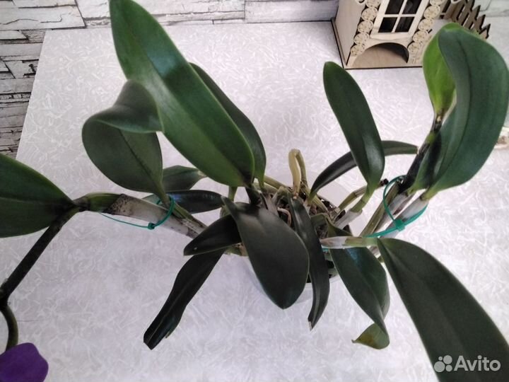 Орхидея каттлея