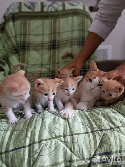 Котята мальчики