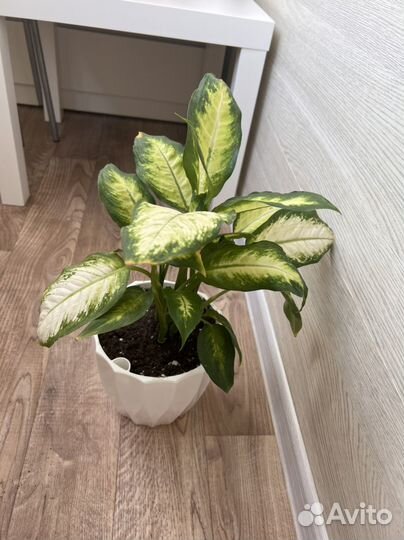 Диффенбахия