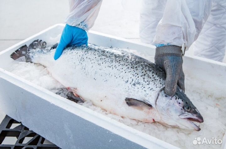 Лосось, форель из Мурманска, Карелии, Чили