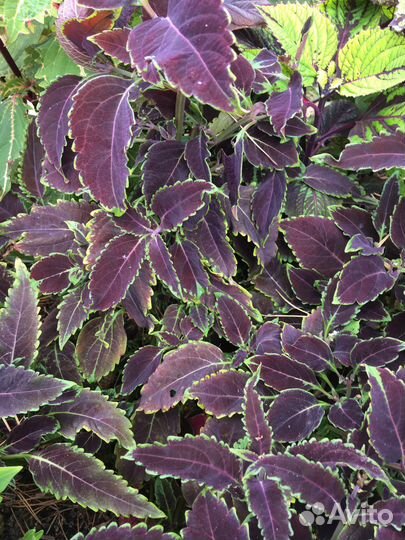 Срезы колеусов #4