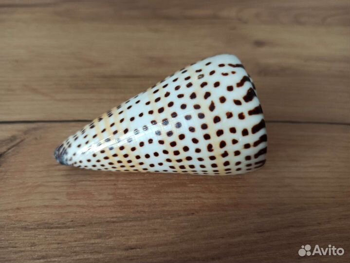 Морская раковина