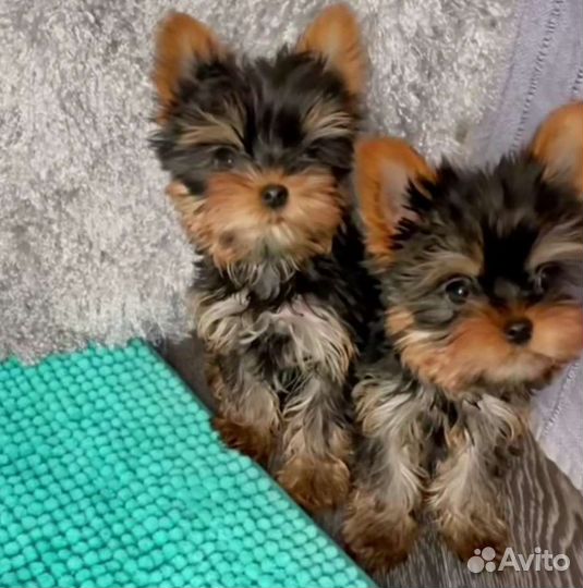 Йоркширский терьер мини беби фейс щенки