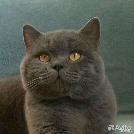 Голубые шотландские малыши и кот страйт для вязки