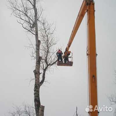 Спил деревьев