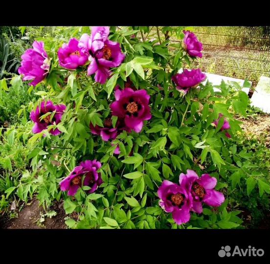 Пион древовидный Фиолетовый лотос