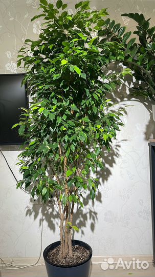 Фикус бенджамина большой