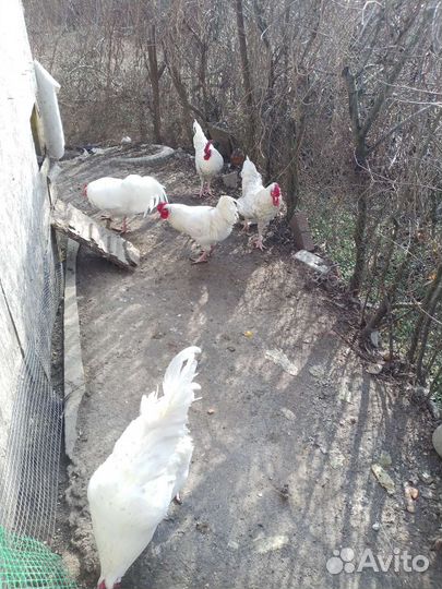 Петух Пушкинский 1.9 года