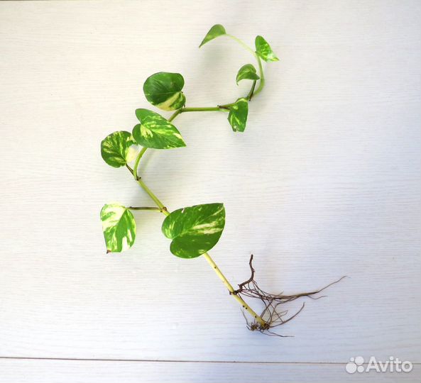 Сциндапсус эпипремнум Epipremnum scindapsus Aureum