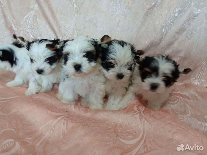 Щенки бивер йорка