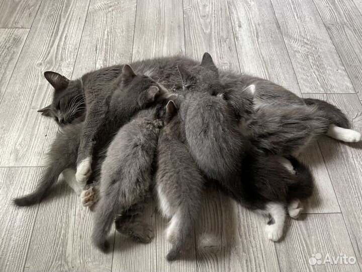 Котята бесплатно