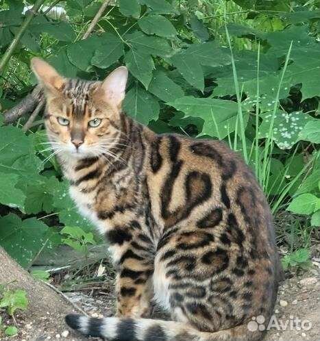 Бенгальская