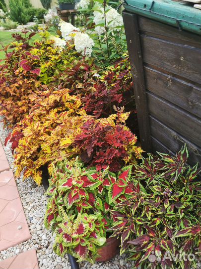 Колеусы вегетативные