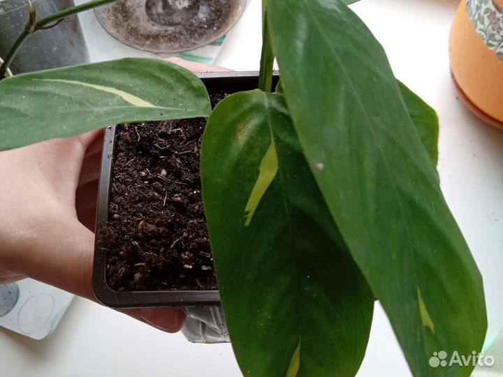 Ктенанта голден мозаик