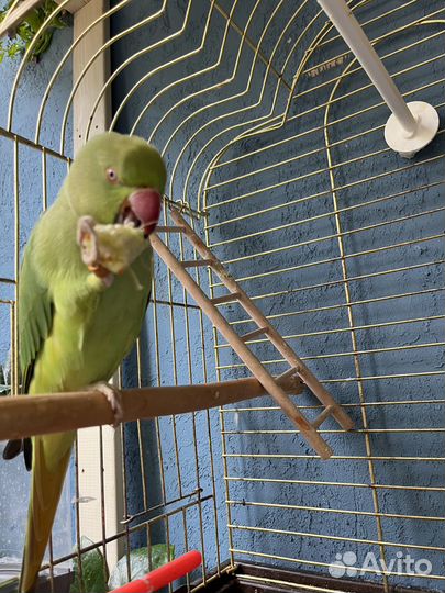 Ожереловый попугай молодой, выкормыш