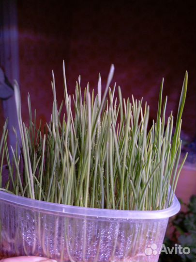 Травка для животных