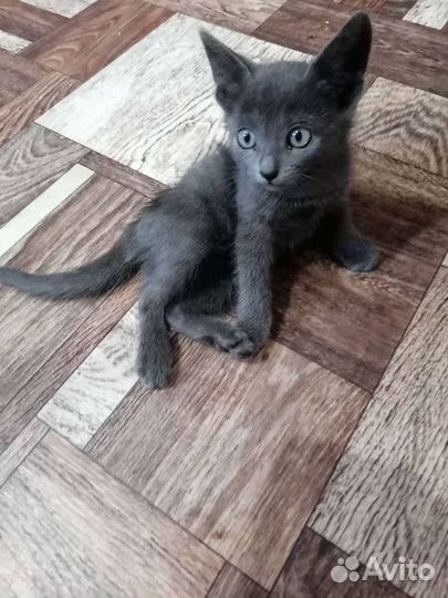 Кошки в добрые руки бесплатно