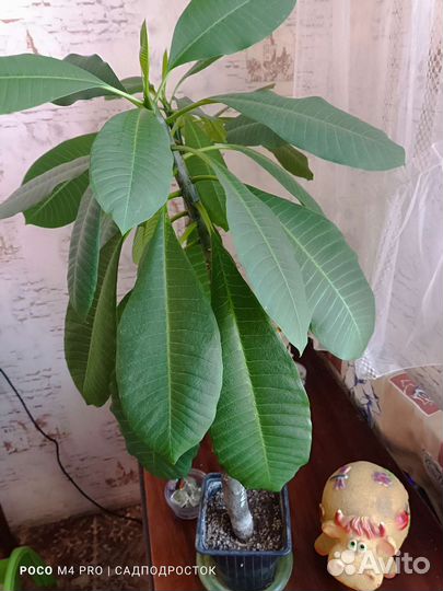 Плюмерия франжипани