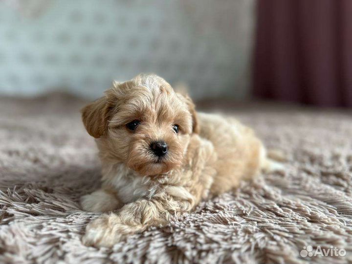 Мальтипу ф1