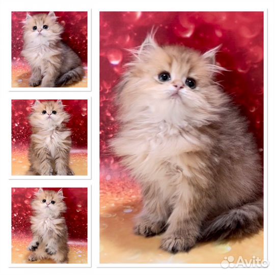 Солнечный британец для очерования