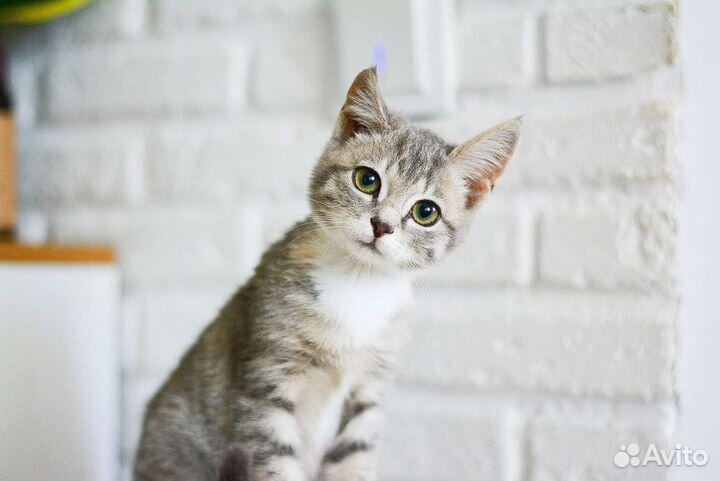 Кошечка 2 мес