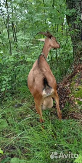 Домашнее козье молоко