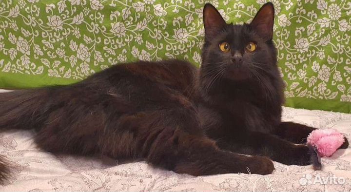 Черная пушистая кошка косоглазик в поисках семьи