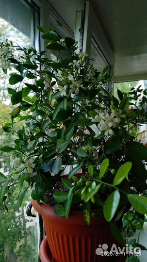 Муррайя, адениум