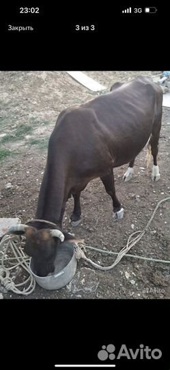 Корова дойная