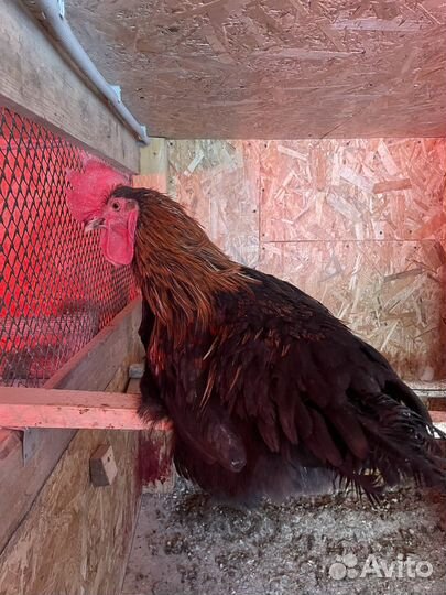 Молодые петухи