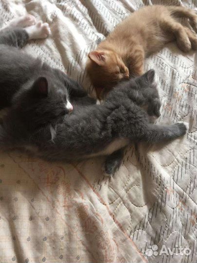 Кошки в добрые руки бесплатно