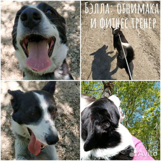 Собака Бэлла