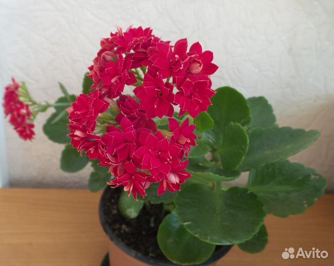 Каланхое Блоссфельда