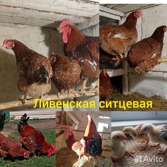 Куры орпингтон, павловские