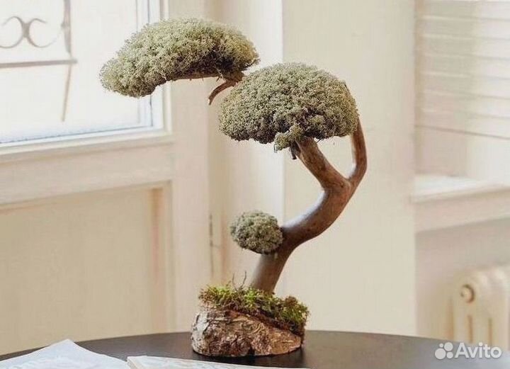 Дерево бонсай из цетрарии ручная работа