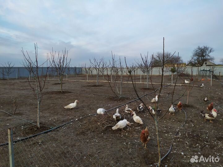 Мясо индоутки