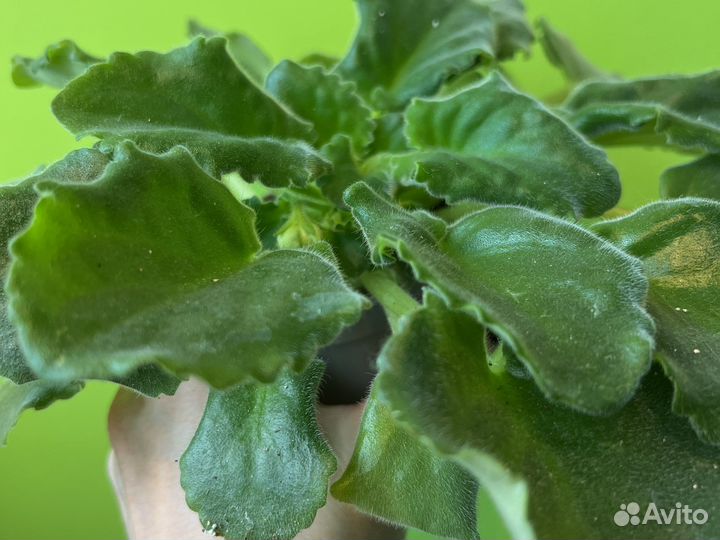 Фиалки цветущие